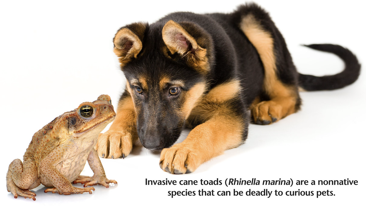 Cane toad and a dog